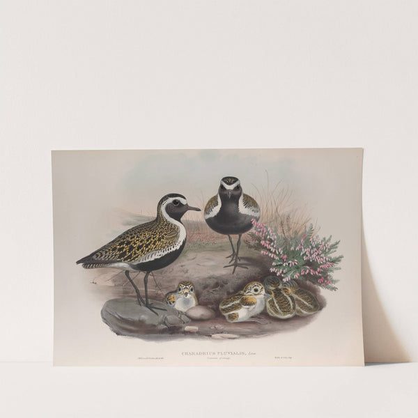 Charadrius pluvialis. Summer plumage. Golden Plover (summer plumage). (1862-1873) by John Gould