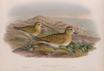 Charadrius pluvialis. Winter plumahe. Golden Plover (winter plumage). (1862-1873)