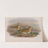 Charadrius pluvialis. Winter plumahe. Golden Plover (winter plumage). (1862-1873) by John Gould