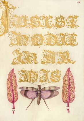 Chard Leaves and Red-Winged Grasshopper (1561–1596)