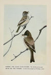 Chebec the Least Flycatcher, Dear Me the Phoebe