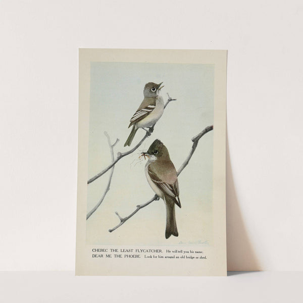 Chebec the Least Flycatcher, Dear Me the Phoebe by Louis Agassiz Fuertes
