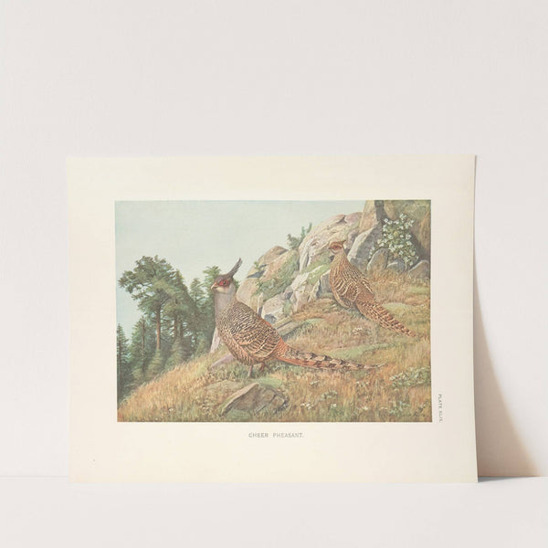 Cheer Pheasants (Catreus wallichii). (1918-1922) by Louis Agassiz Fuertes