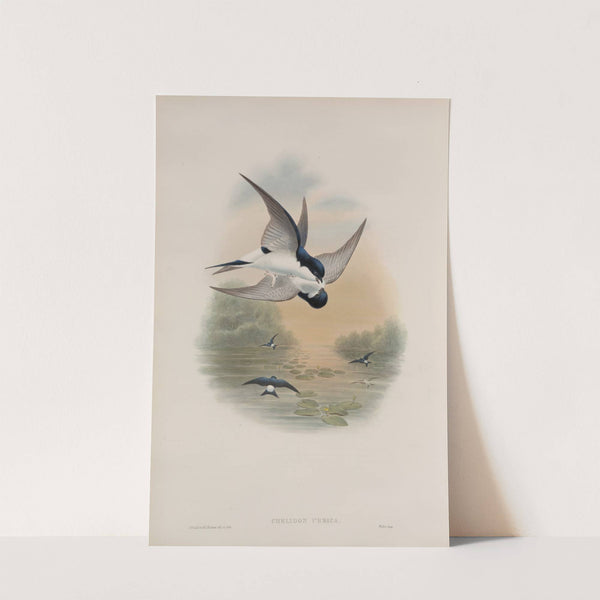 Chelidon urbica. House-Martin. (1862-1873) by John Gould