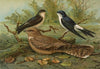 Chelidonaria urbica, Caprimulgus aegyptius Lichtenstein