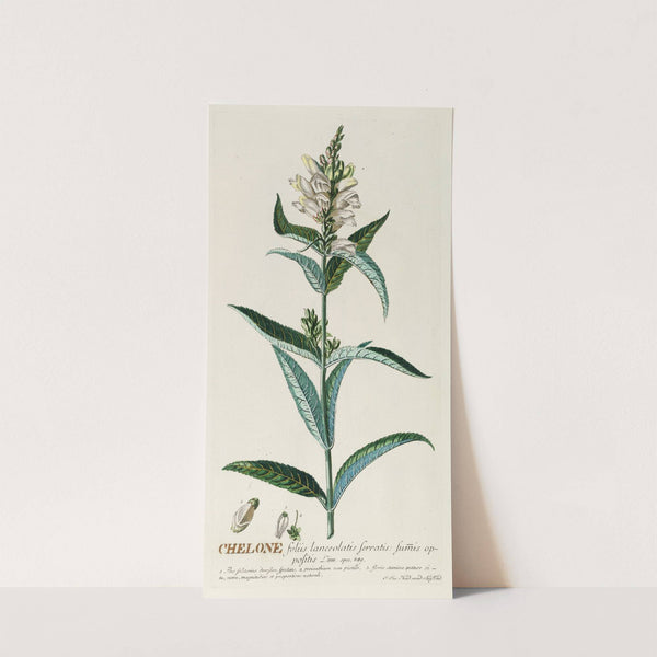 Chelone by Georg Dionysius Ehret