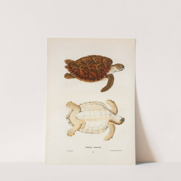 Chelonia imbricata. by John Edwards Holbrook