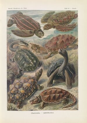 Chelonia. – Schildkröten