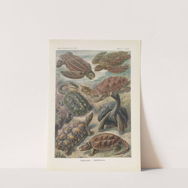 Chelonia. - Schildkröten by Ernst Haeckel