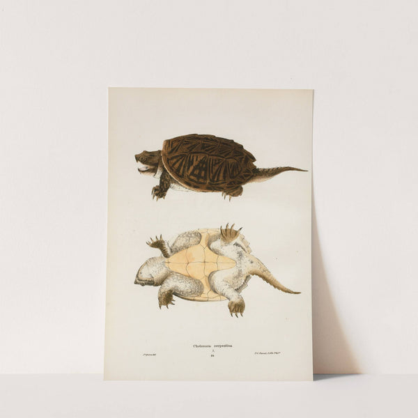 Chelonura serpentina. by John Edwards Holbrook