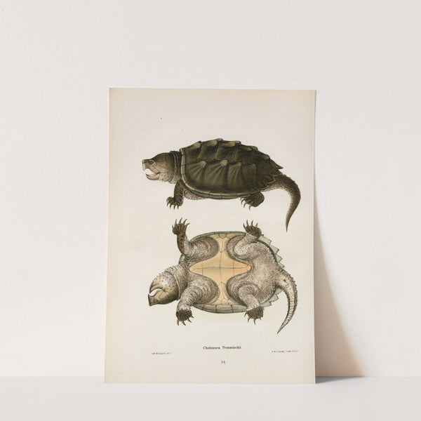 Chelonura Temminckii. by John Edwards Holbrook