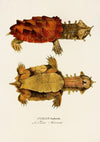 Chelys Fimbriata
