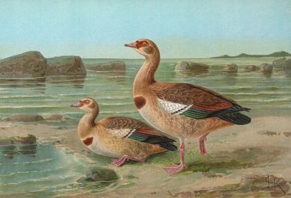 Chenalopex aegyptiacus