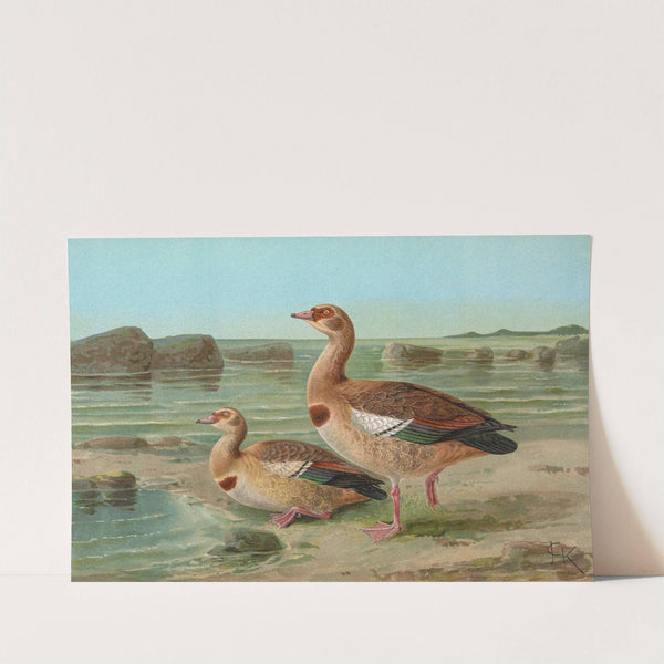 Chenalopex aegyptiacus by Johann Friedrich Naumann