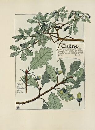 Chene