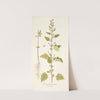 Chenopodium guineense by Nikolaus Joseph Freiherr von Jacquin