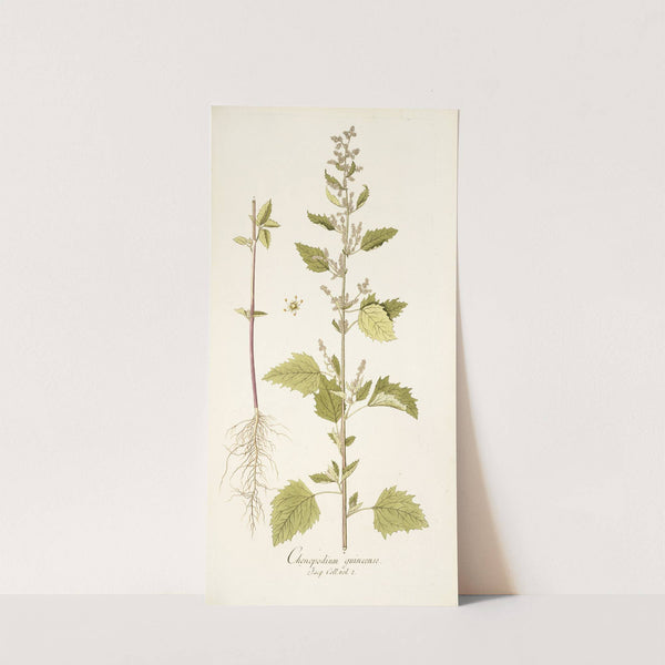 Chenopodium guineense by Nikolaus Joseph Freiherr von Jacquin