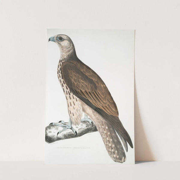 Cherrug Falcon, Falco cherrug. by John Edward Gray