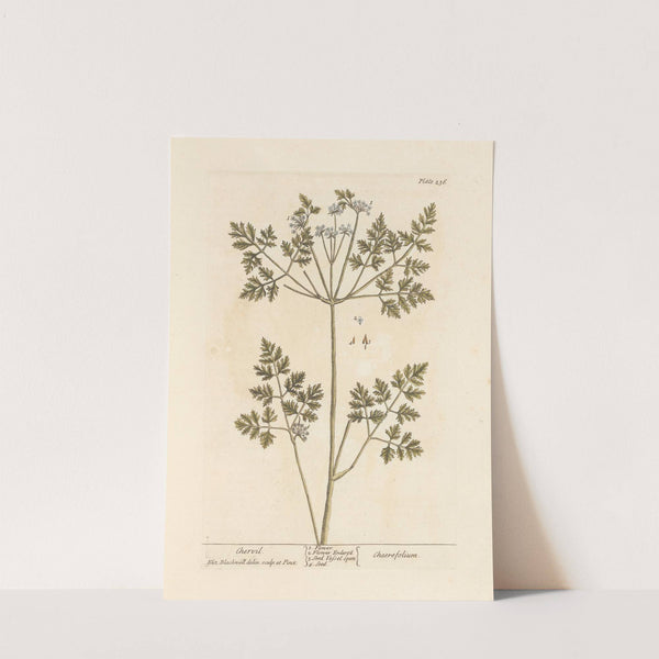 Chervil by Elizabeth Blackwell