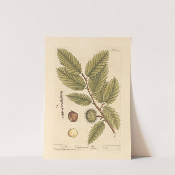 Chesnut by Elizabeth Blackwell