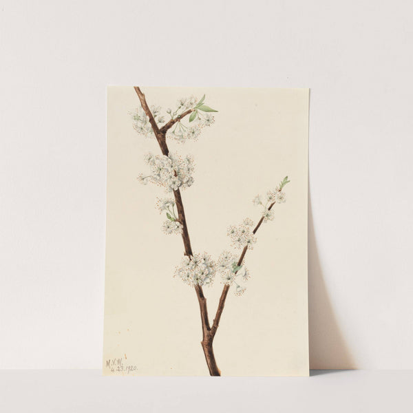 Chickasaw Plum (Prunus angustifolia) (1920) by Mary Vaux Walcott