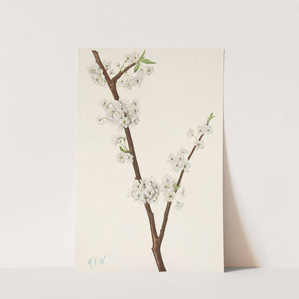 Chickasaw Plum. Prunus angustifolia (1925) by Mary Vaux Walcott