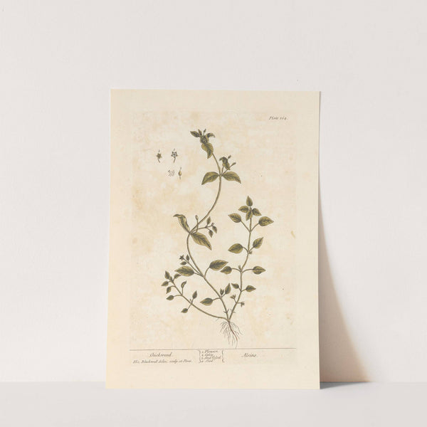 Chickweed by Elizabeth Blackwell