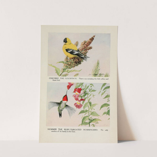 Chicoree the Goldfinch, Hummer the Ruby-throated Hummingbird by Louis Agassiz Fuertes