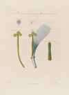 Chicory flower (1799–1810)