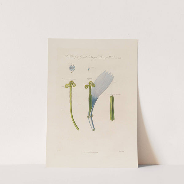 Chicory flower (1799–1810) by Robert John Thornton