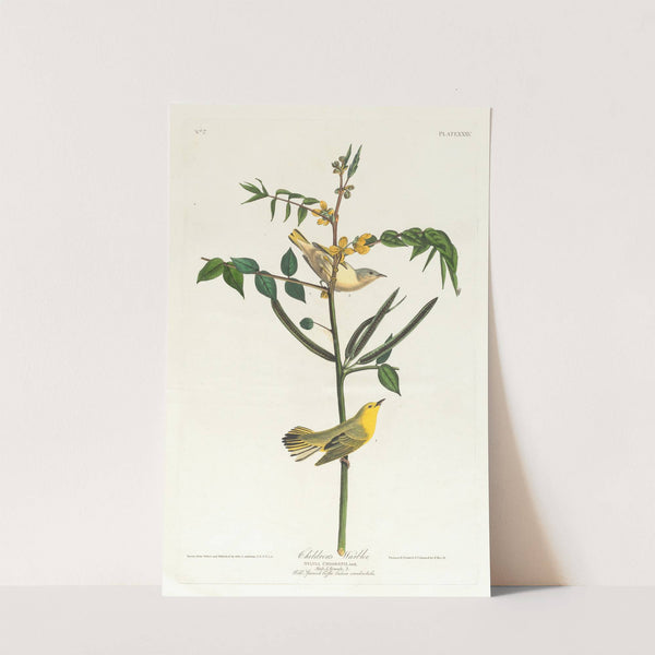 Children's warbler by John James Audubon