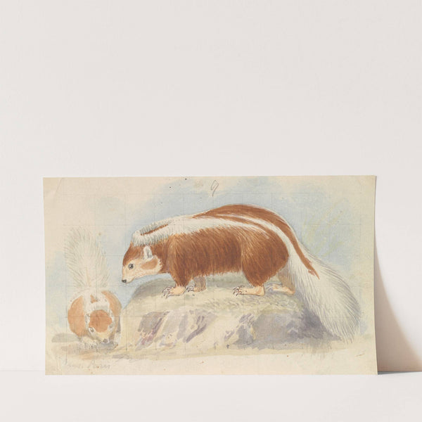 Chili Skunk. (1837) by Charles Hamilton Smith