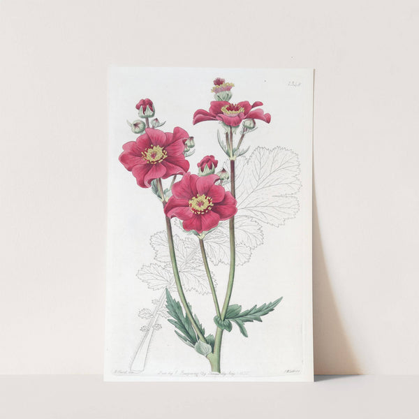 Chilian Geum (1815-1819) by Sydenham Edwards