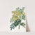 Chilian Mayu Tree (1815-1819) by Sydenham Edwards