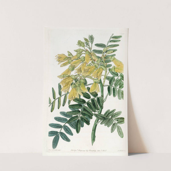 Chilian Mayu Tree (1815-1819) by Sydenham Edwards
