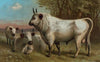 Chillingham Cattle.
