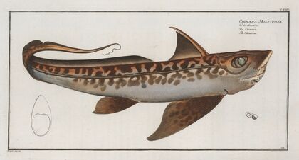 Chimaera Monstrosa, The Chiméra.