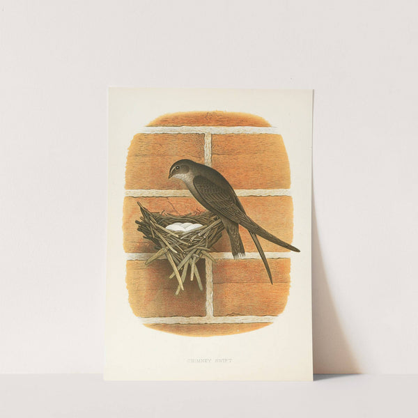Chimney Swift (1882) by Edwin L. Sheppard