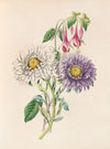 China-Aster And Fuchsia