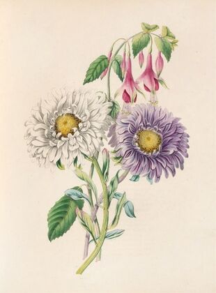 China-Aster And Fuchsia