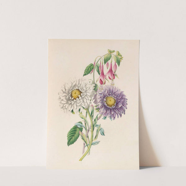 China-Aster And Fuchsia by James Ackerman