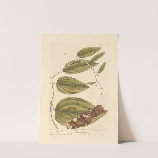 China root by Elizabeth Blackwell