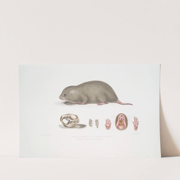 Chinese Bamboo Rat, Rhizomys Sinensis by John Edward Gray