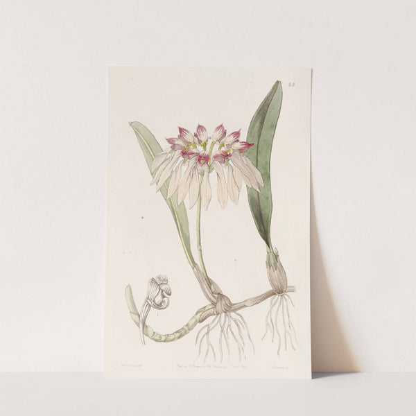 Chinese Cirrhopetalum by Sydenham Edwards