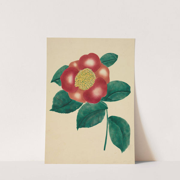 Chinese Flower (1800s) by Mary Altha Nims