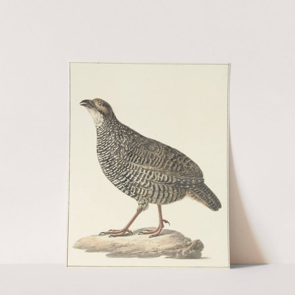 Chinese frankolijn (Excalfactoria chinensis) by Pieter Pietersz. Barbiers