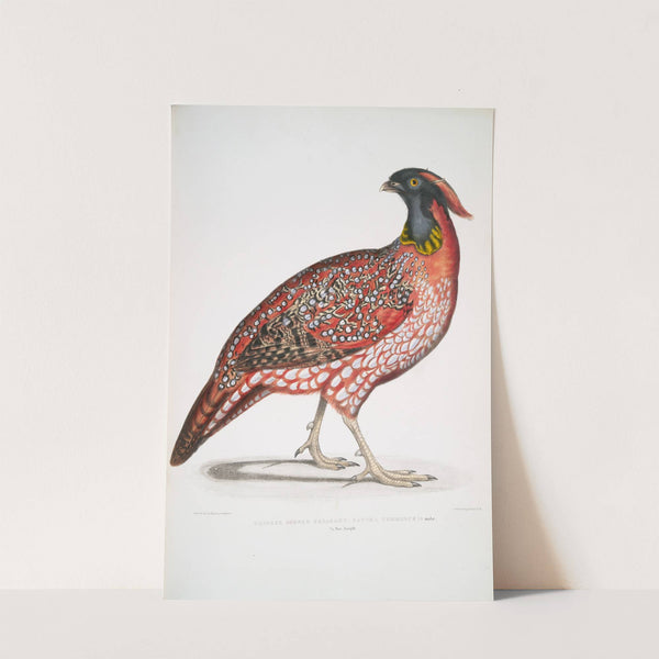 Chinese Horned Pheasant, Satyra Temminckii by John Edward Gray