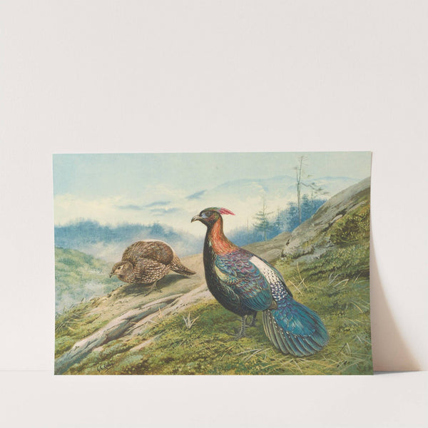 Chinese Impeyan Pheasant by George Edward Lodge