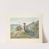 Chinese Impeyan Pheasant (Lophophorus lhuysii). (1918-1922) by George Edward Lodge