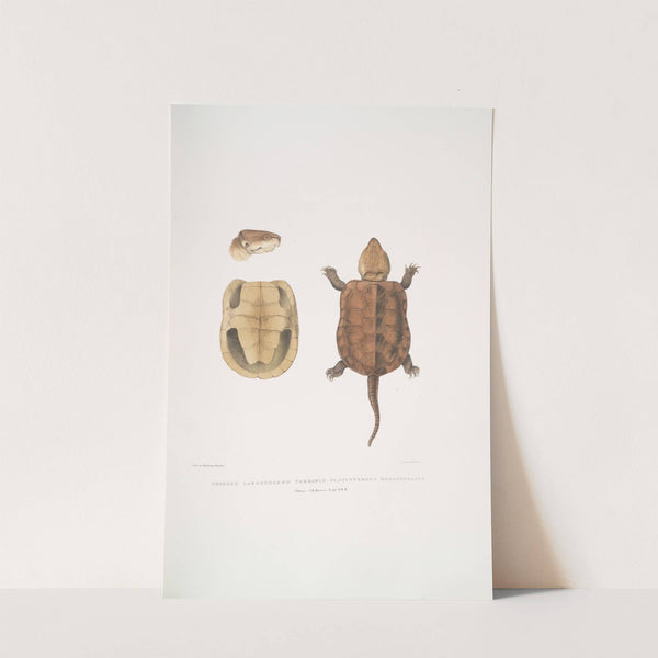 Chinese Large Headed Terrapin, Platisternon megacephalus. China. by John Edward Gray